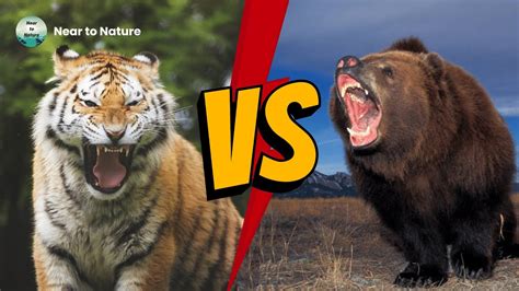 The tiger then the it spots it it growls but the tiger jumps out and bites the. . Siberian tiger vs kodiak bear